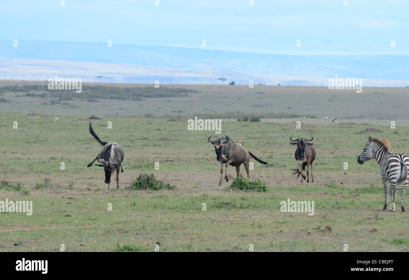Il Kenya, il Masai Mara, una mandria di gnu (Connochaetes taurinus) Foto Stock