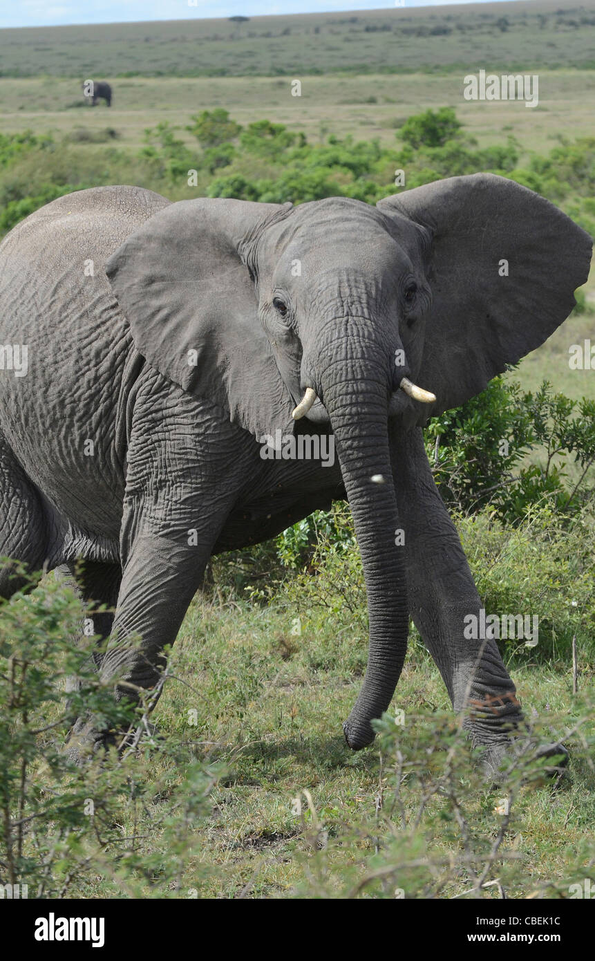 Kenia Masai Mara, giovane elefante cariche alla fotocamera Foto Stock