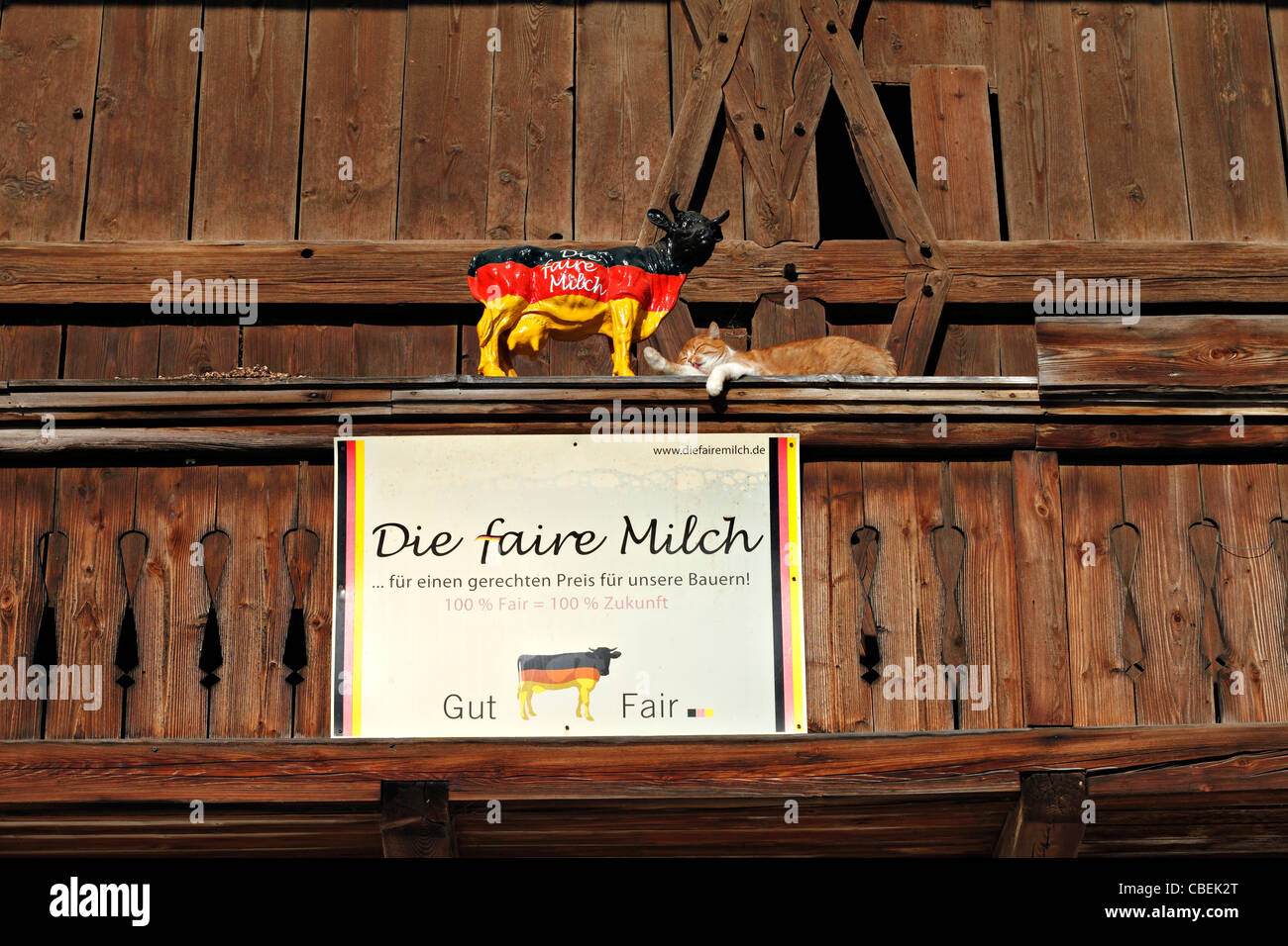 Mucca dipinte in colori tedesco per la fiera i prezzi del latte con un gatto di zenzero a fianco, Chiemgau Alta Baviera Germania Foto Stock