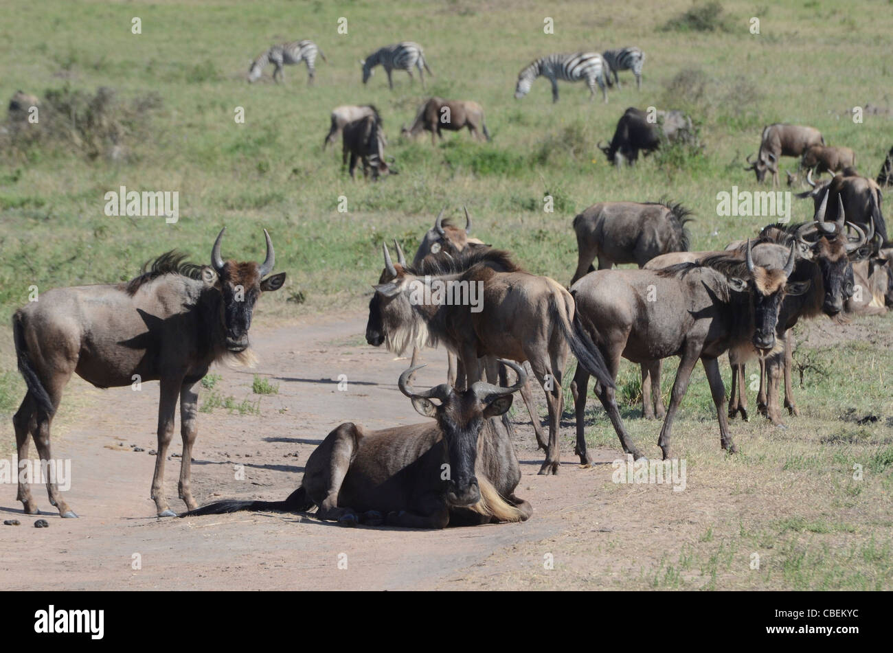 Il Kenya, il Masai Mara, una mandria di gnu (Connochaetes taurinus) Foto Stock