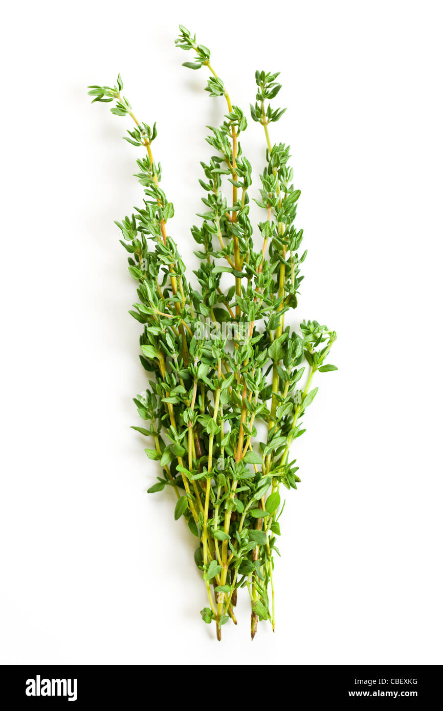 Il timo herb su sfondo bianco Foto Stock