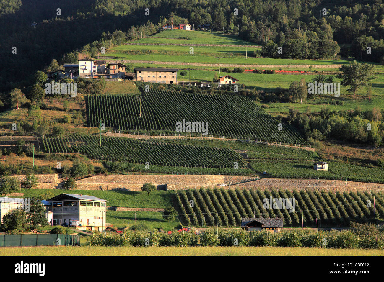 L'Italia, Alpi, Valle d'Aosta, paesaggio, vigne, Foto Stock