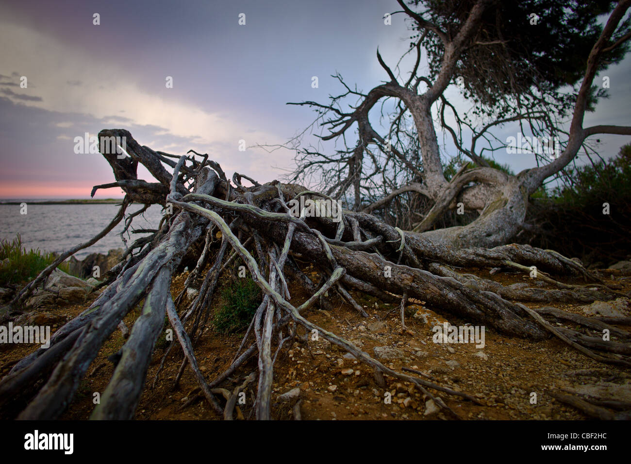 Ile Saint-Honore monastero di Lerins natura e spiritualità Yes We Cannes " albero ", pino marittimo Foto Stock