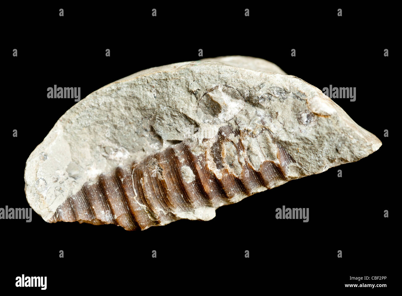 Fossili di gasteropodi (Turritella) Foto Stock