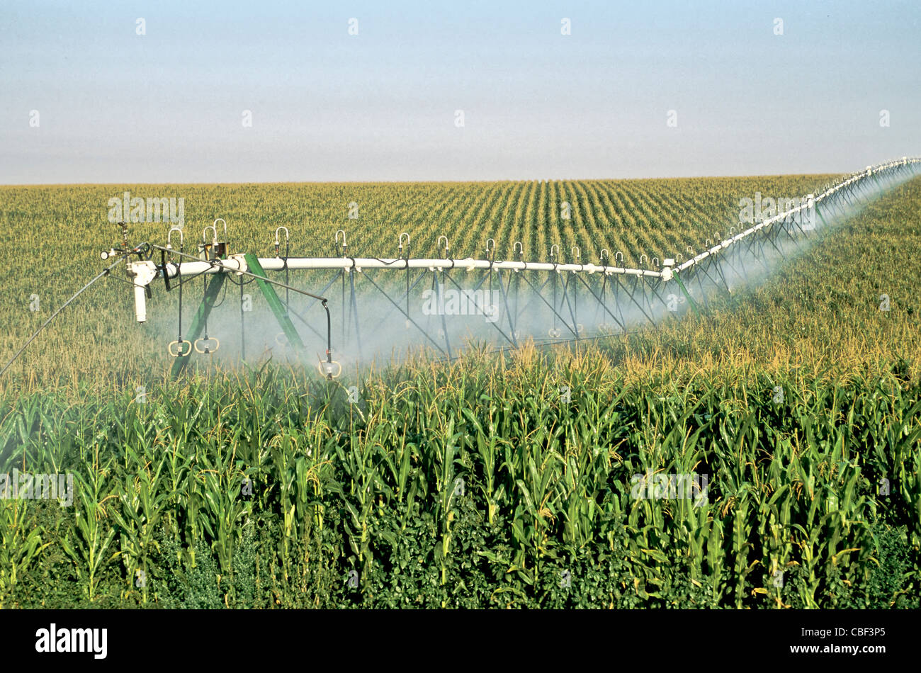 Campo di mais 'perno centrale' irrigazione, fiocco di fase. Foto Stock