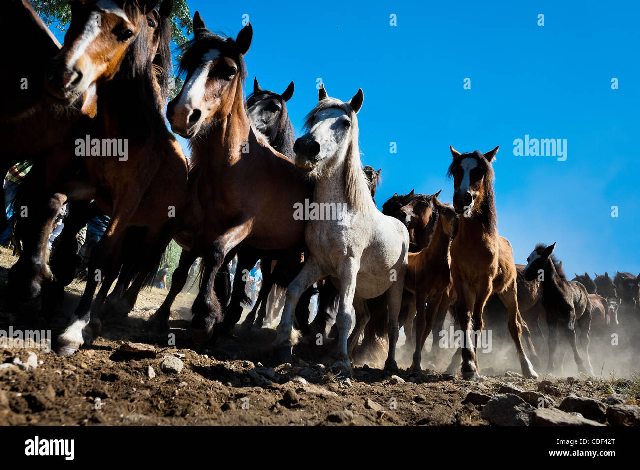 Cavalli selvaggi si è imbrancato giù dalle montagne per la rapa das bestas (tranciatura delle bestie) festival in torroña, Spagna. Foto Stock