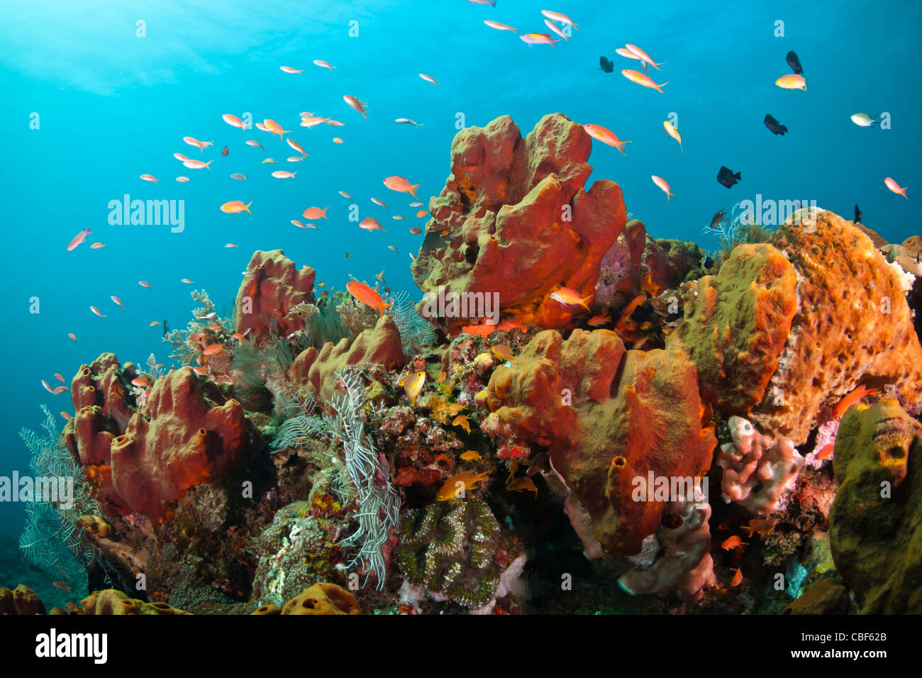 Pesci di scogliera sopra una colorata barriera corallina a Bali, Indonesia Foto Stock