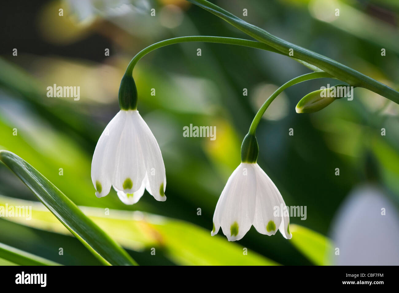 Leucojum vernum, molla il simbolo del fiocco di neve, fiore bianco oggetto. Foto Stock