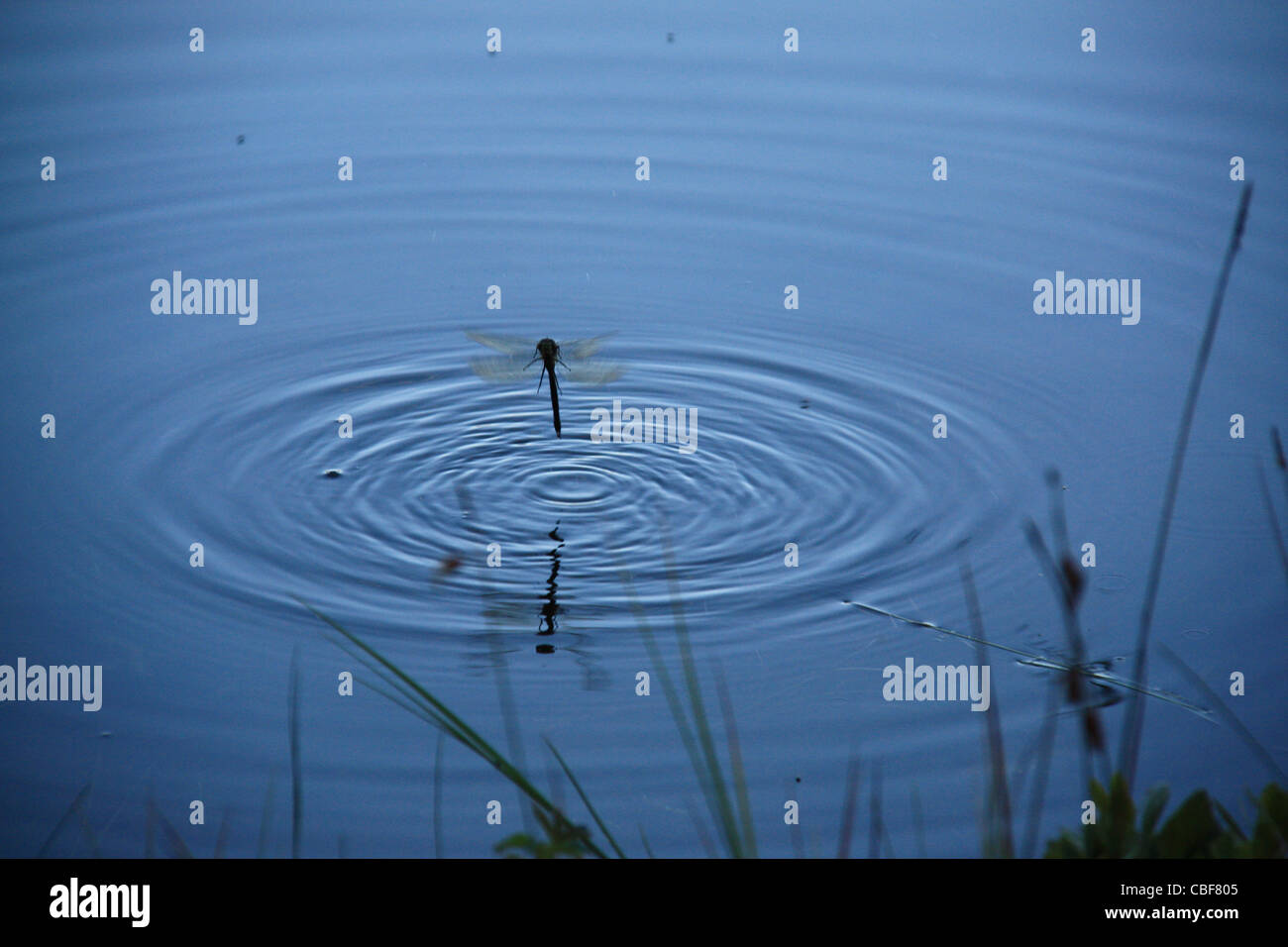 Dragon Fly, immerge Foto Stock