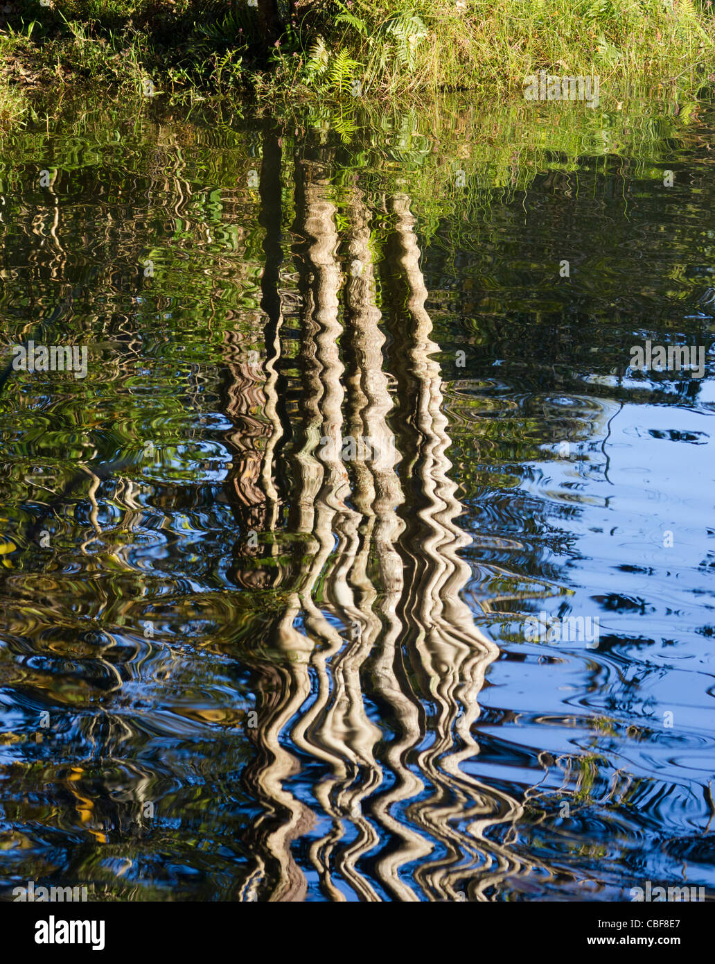 La riflessione di albero in acqua, Vakona Lodge, Andasibe, Madagascar Foto Stock