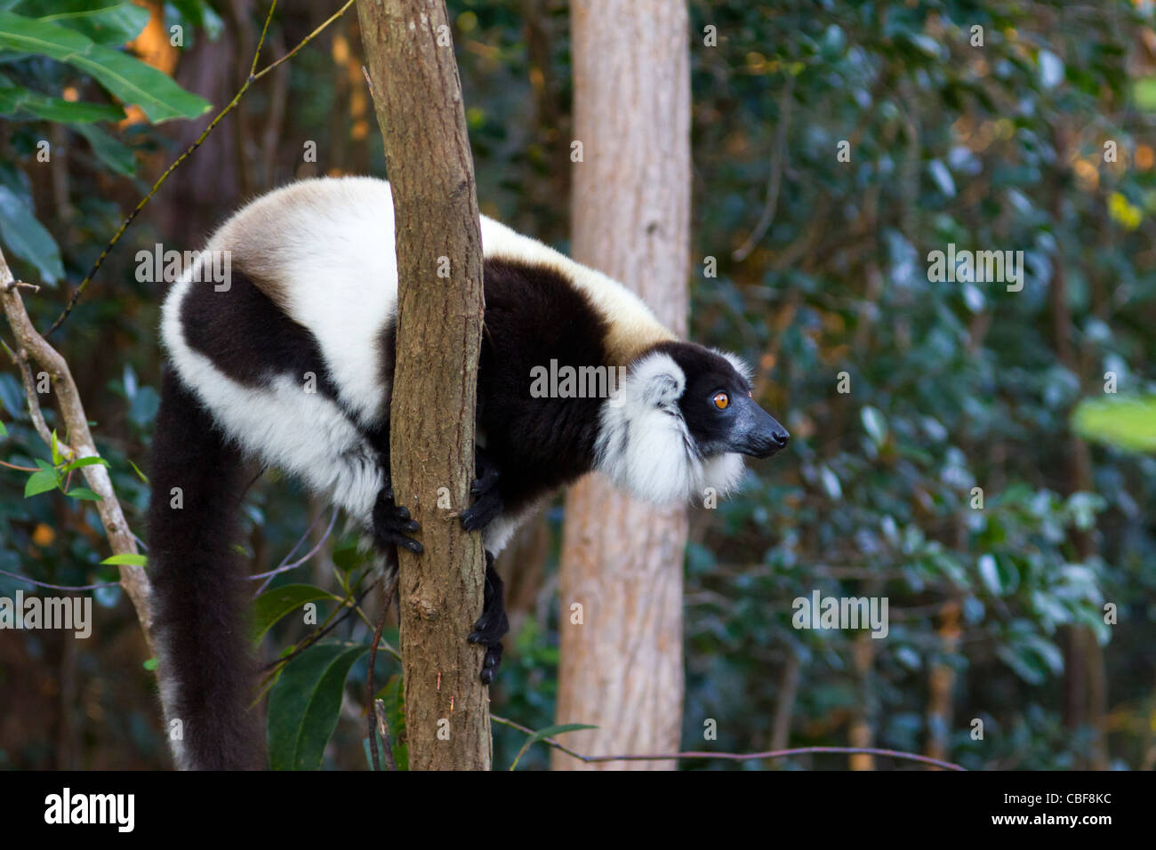 In bianco e nero lemure ruffed su albero, Andasibe regione; Madagascar Foto Stock
