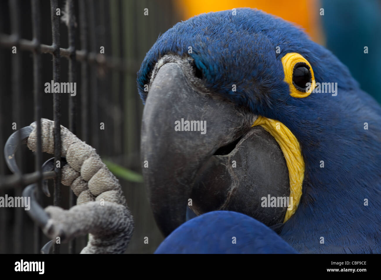 Ara Giacinto (Anodorhynchus hyacinthinus). Voliera bird. Testa in close-up. Foto Stock