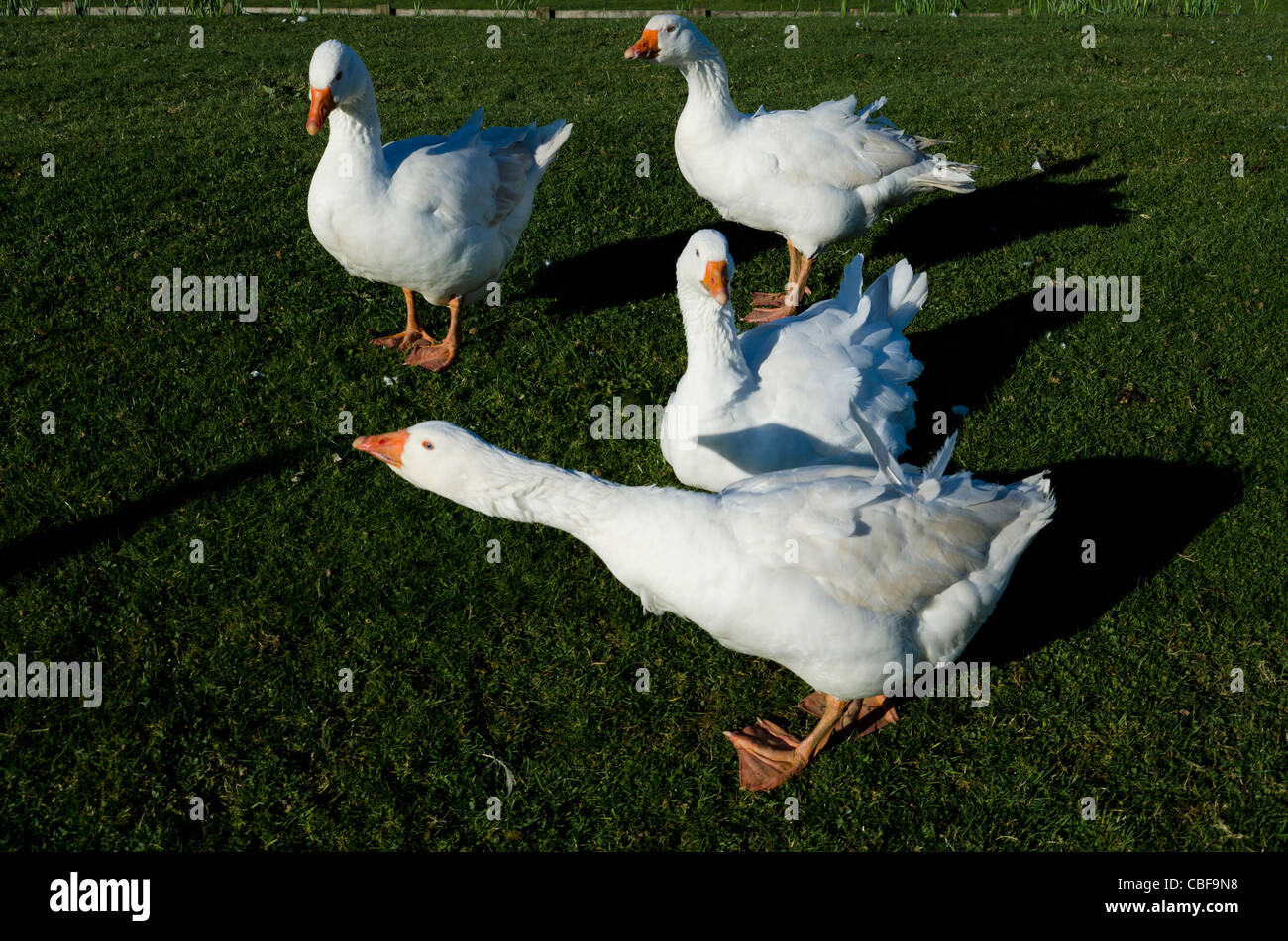 Un branco di oche sull'erba Foto Stock