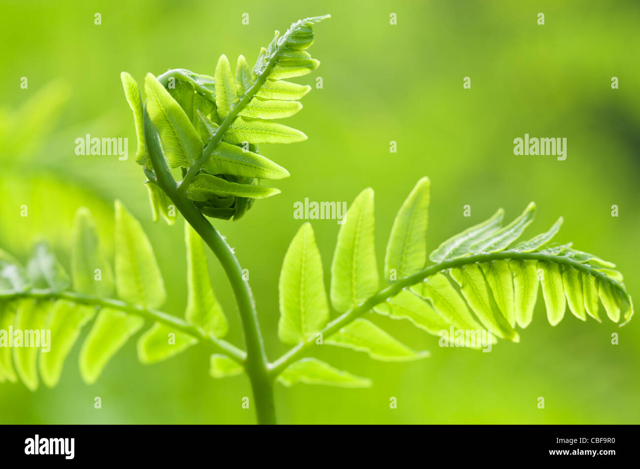 Osmunda regalis, foglia di felce dispiegarsi, oggetto verde, sfondo verde. Foto Stock