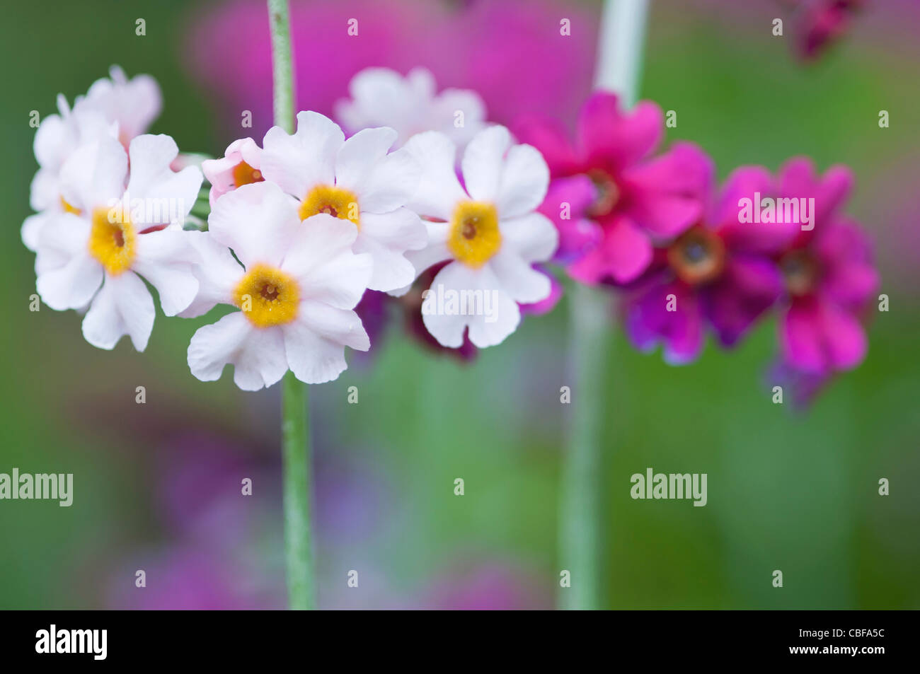 Primula beesiana, Primrose, candelabri primrose fiori, bianco e rosa oggetto. Foto Stock