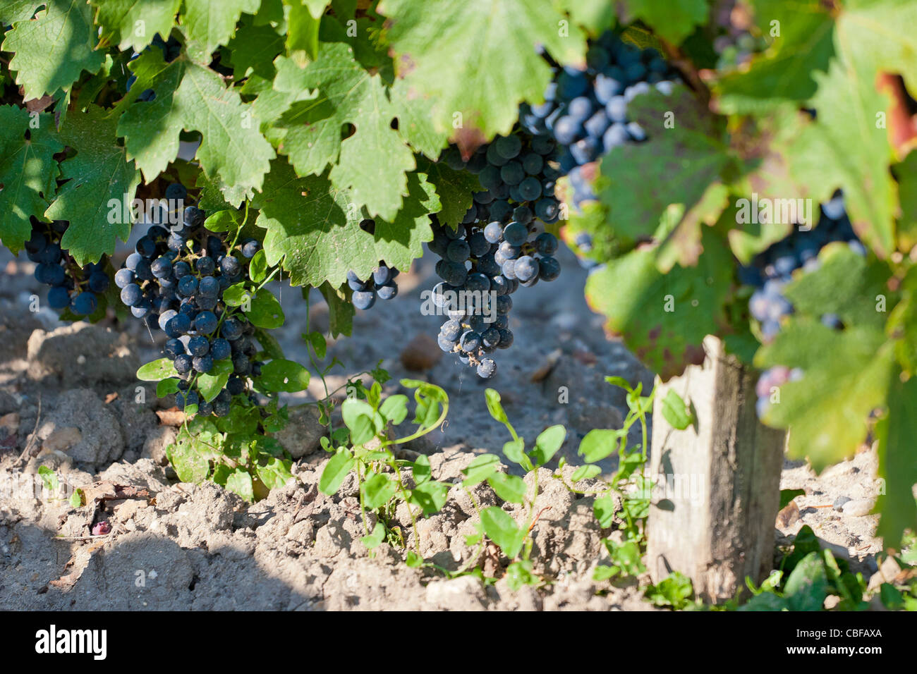 Grappolo di uva nera., Château Margaux vino attende 25 mesi in botte di legno, da varie e diverse struttura francese speci Foto Stock