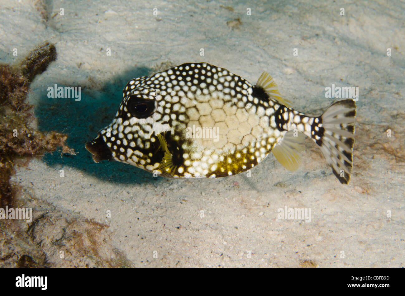 Smooth Trunkfish (Lactophrys triqueter), Bonaire, Antille olandesi, dei Caraibi Foto Stock