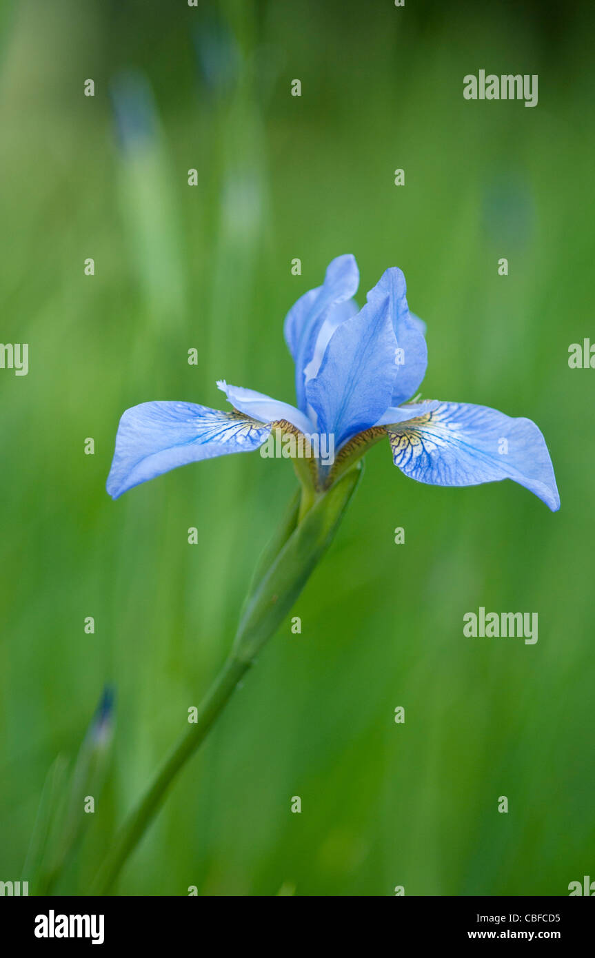 Iris sibirica 'Canonbury Belle", Iris, il fiore blu, sfondo verde. Foto Stock