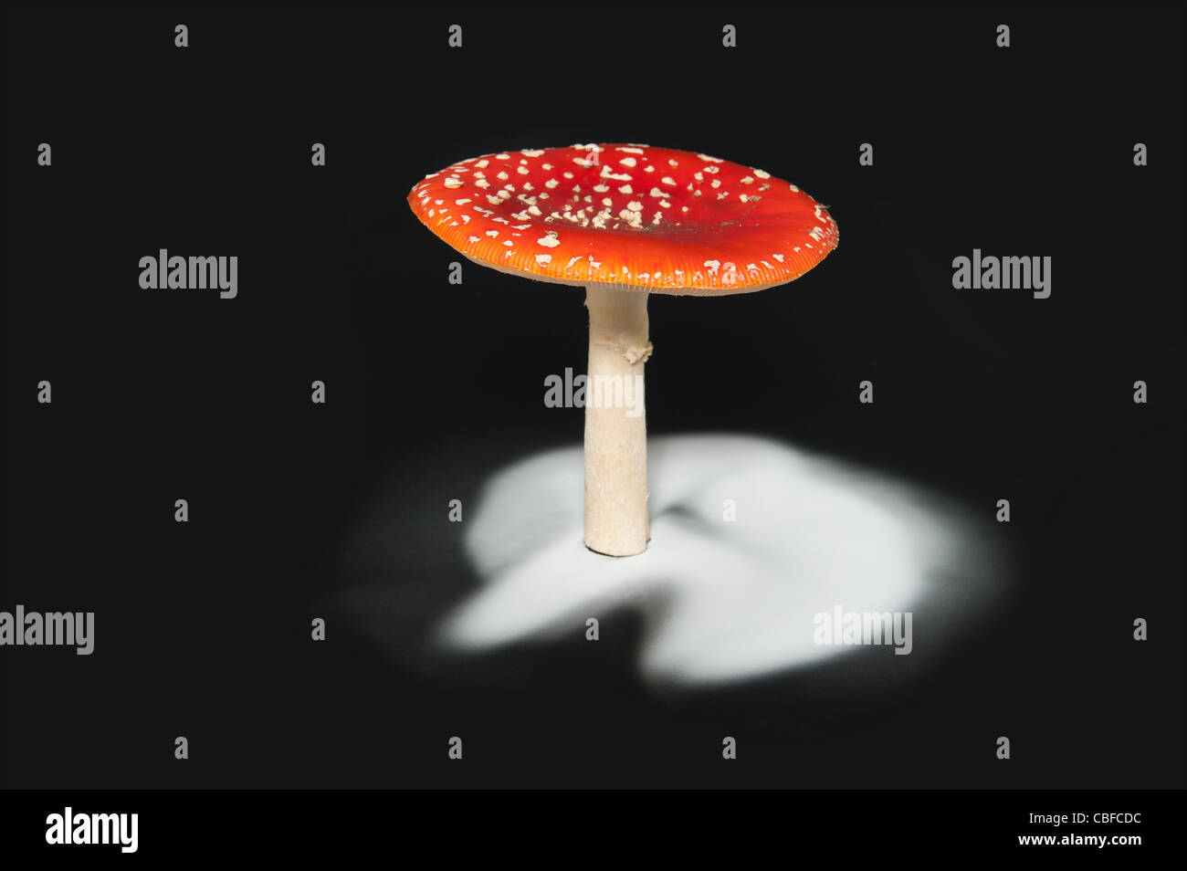 La dispersione di spore dal corpo fruttifero di un fungo toadstool oltre 24 ore Foto Stock