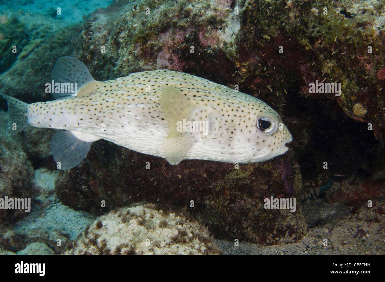 Porcupine pesce (Diodon hystrix), Bonaire, Antille olandesi, dei Caraibi Foto Stock