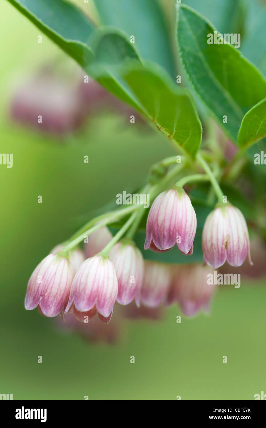 Enkianthus campanulatus, rosso enkianthus vena, fiori di colore rosa Foto Stock