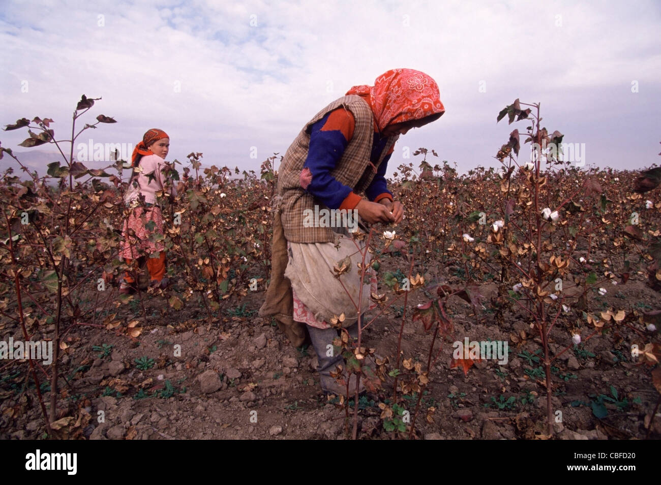 Giovani ragazze tagike cotone di prelievo lungo il Tagikistan autostrada A385 100km a sud-est di Dushanbe. Foto Stock