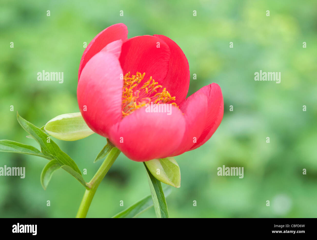 Paeonia lobata 'Sunshine', peonia, fiore rosso, verde dello sfondo. Foto Stock