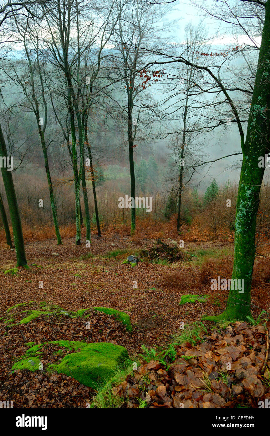 Fine della stagione autunnale nella foresta, Baerenthal, Parc naturel des Vosges du Nord, della Mosella, Francia Foto Stock
