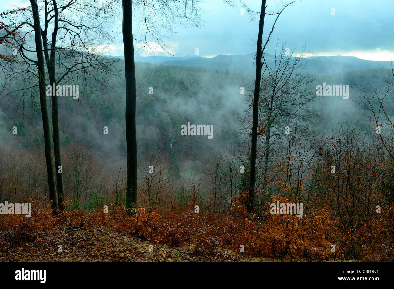 Fine della stagione autunnale nella foresta, Baerenthal, Parc naturel des Vosges du Nord, della Mosella, Francia Foto Stock