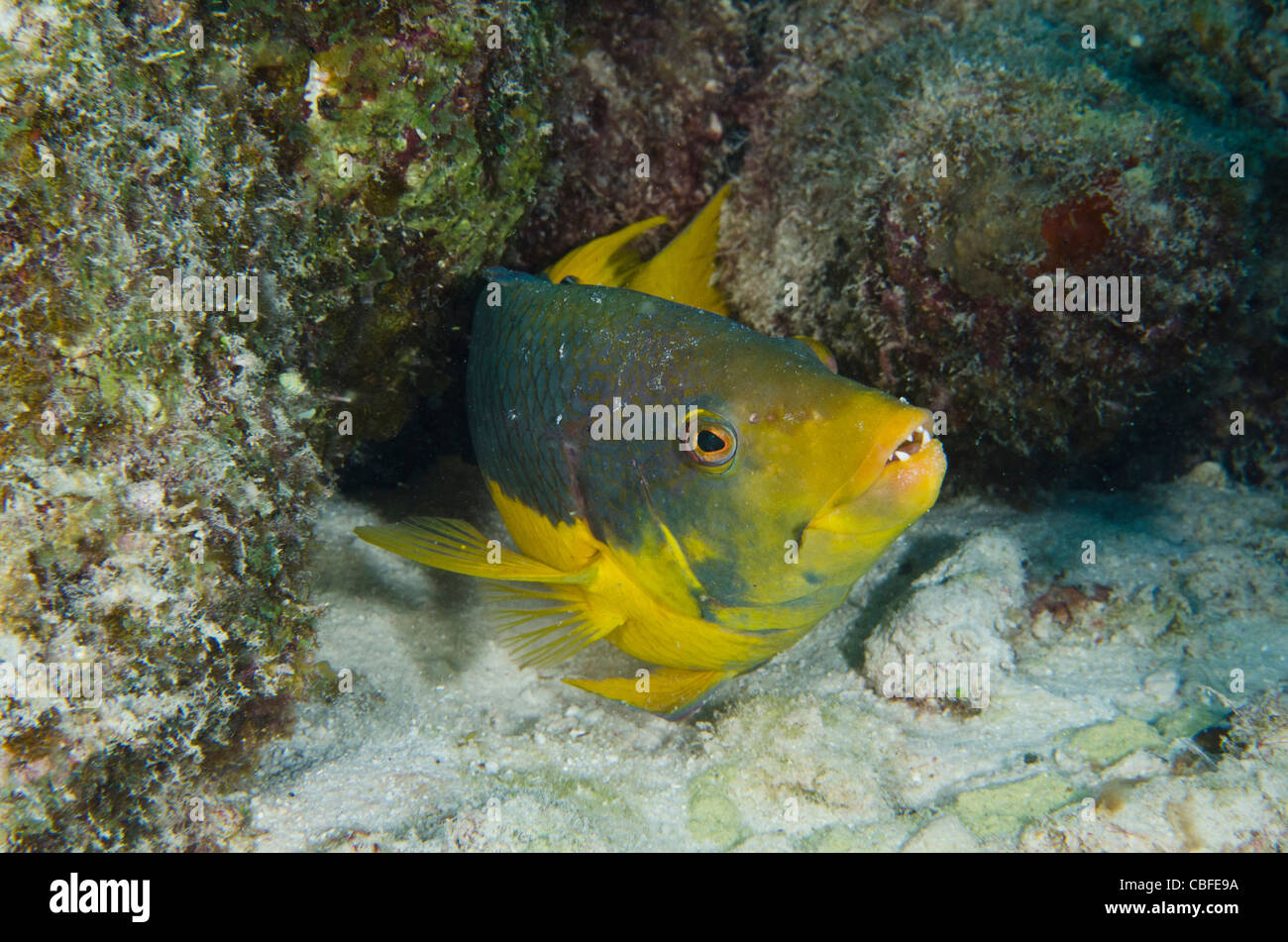 Hogfish spagnolo (Bodianus rufus), Bonaire, Antille olandesi, dei Caraibi Foto Stock