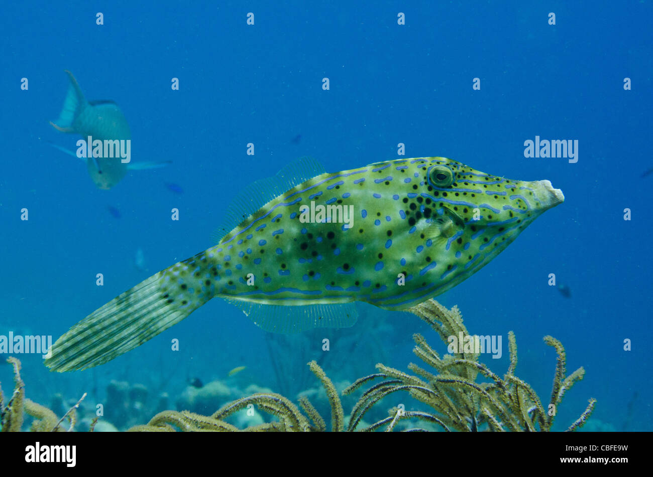 Scrawled Filefish (Aluterus scriptus), Bonaire, Antille olandesi, dei Caraibi Foto Stock