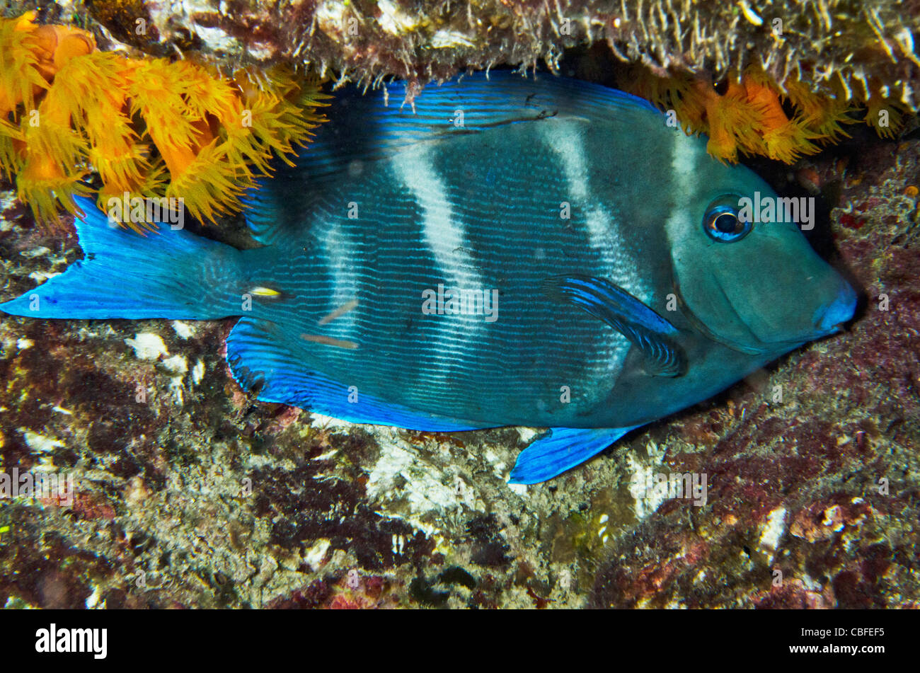 La linguetta blu (Acanthurus coeruleus), Bonaire, Antille olandesi, dei Caraibi Foto Stock