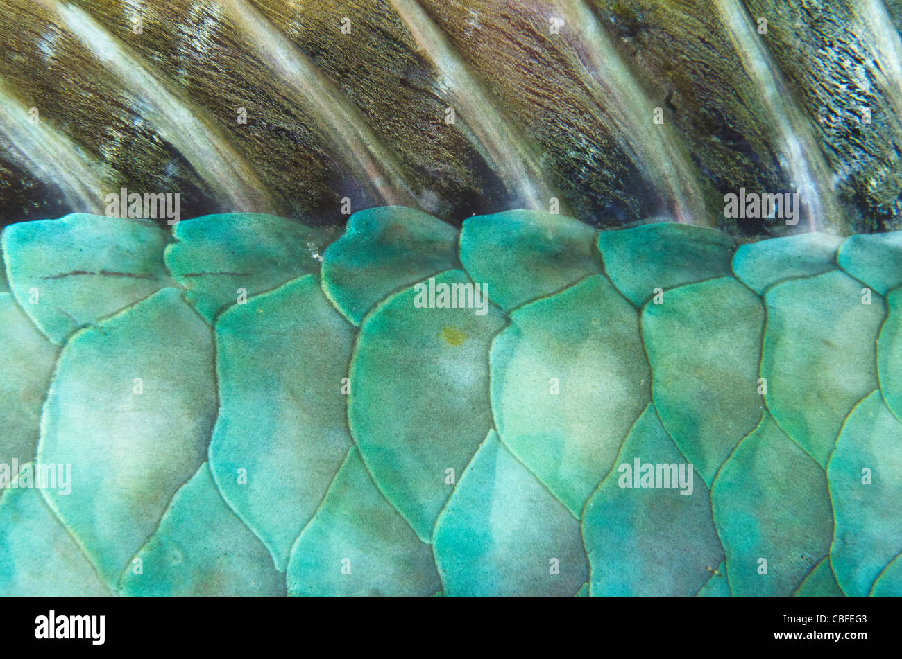 Limanda pesci pappagallo (Sparisoma rubripinne), Bonaire, Antille olandesi, dei Caraibi Foto Stock