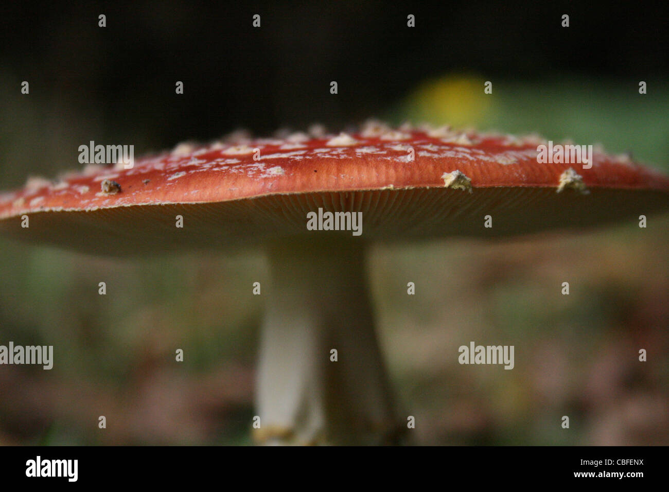 Un rosso toadstool fungo con un gambo bianco e macchie bianche contro uno sfondo di bosco. Foto Stock