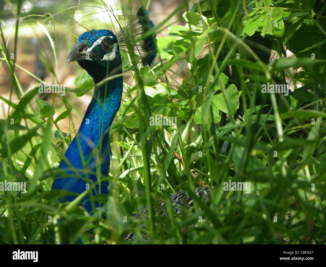 Royal blu pavone maschio in appoggio nelle alte erbe; guardando come la gente a piedi da. Foto Stock