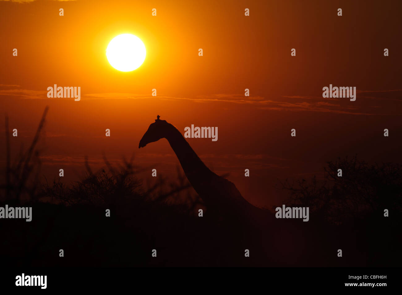 Silhouette di giraffe al tramonto. Il Parco Nazionale di Etosha, Namibia. Foto Stock