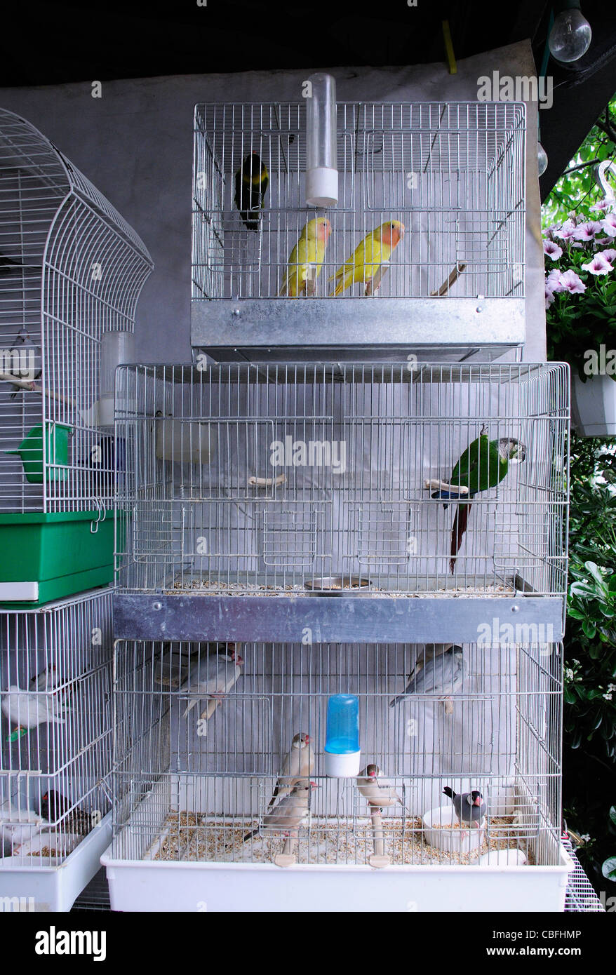 Piccoli uccelli in gabbie impilate per la vendita nel mercato di Parigi Foto Stock