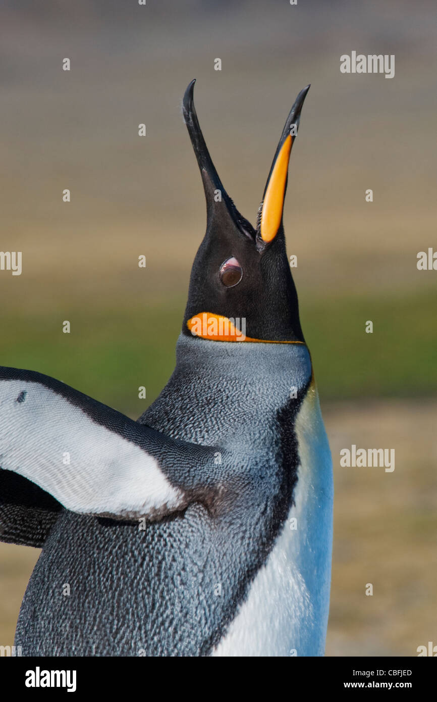 Re pinguino, Aptenodytes patagonicus, trumpeting, Salisbury Plain, Georgia del Sud e Oceano Atlantico. Foto Stock
