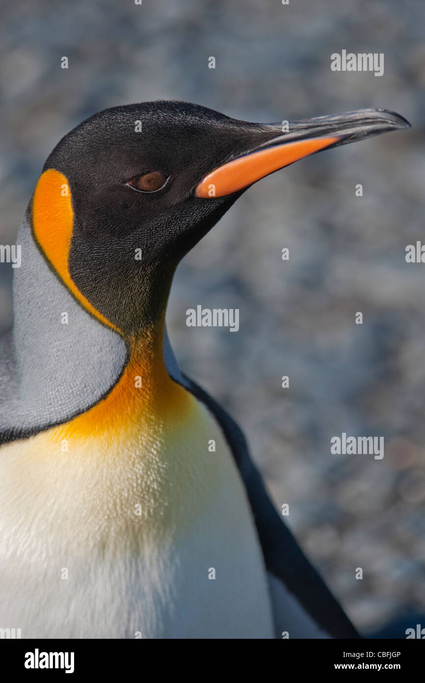 Re pinguino, Aptenodytes patagonicus, ritratto, Salisbury Plain, Georgia del Sud e Oceano Atlantico. Foto Stock