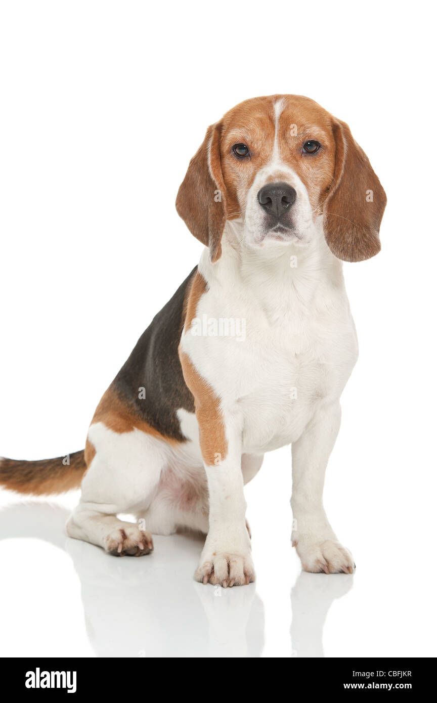 Un simpatico cane di razza beagle Foto Stock