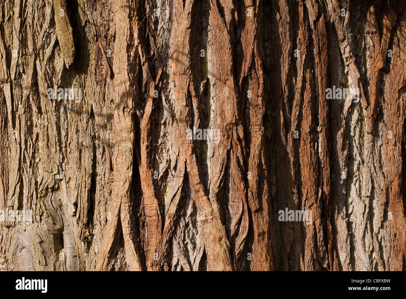 Dolce Castagno (Castanea sativa). Tronco di albero maturo. Norfolk. Foto Stock