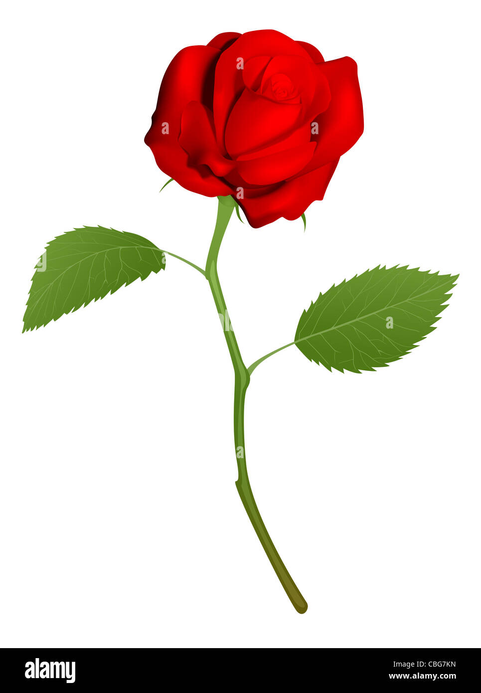 Una illustrazione di una bella rosa rossa Foto Stock