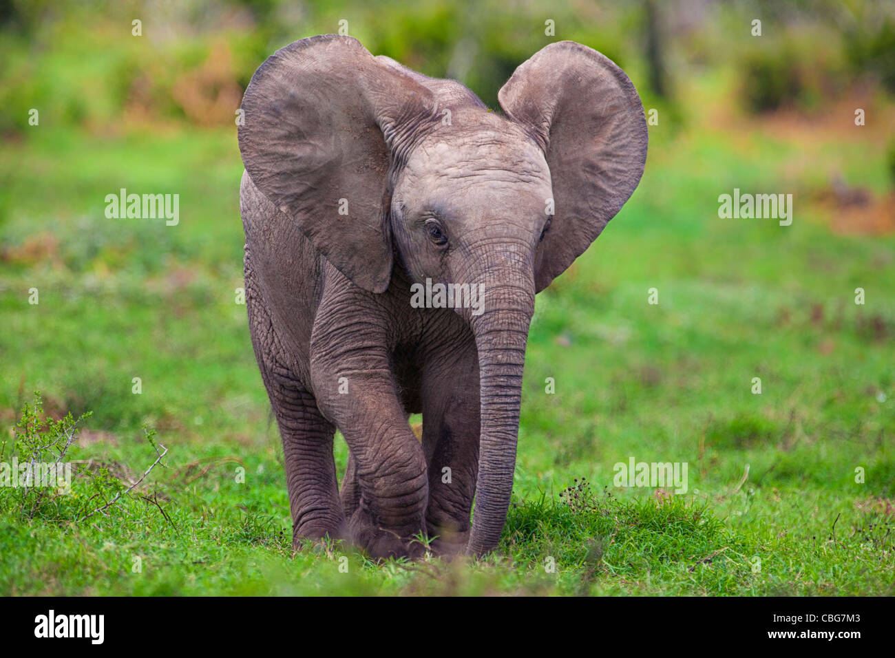 Un vitello di elefante ( Loxodonta africana ) in Addo Elephant National Park, Sud Africa Foto Stock