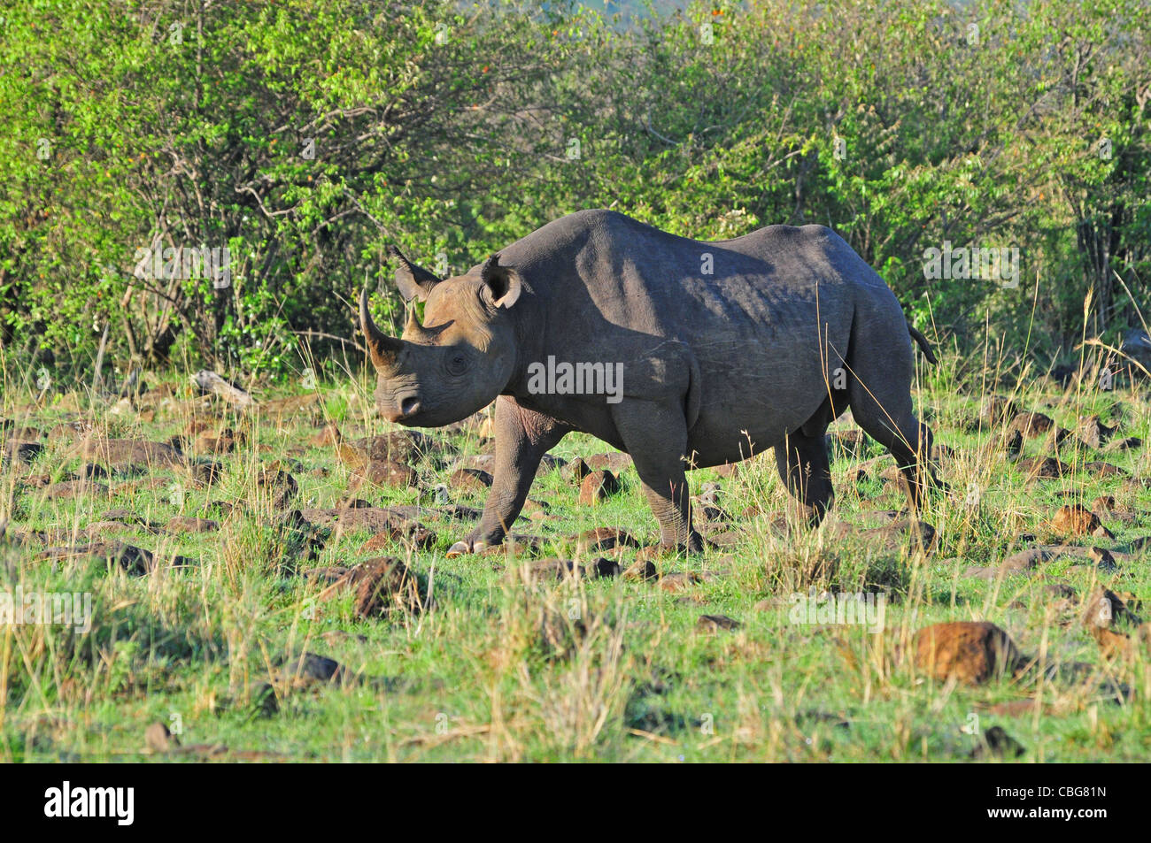 Femmina nera Rhino, Masai Mara Foto Stock