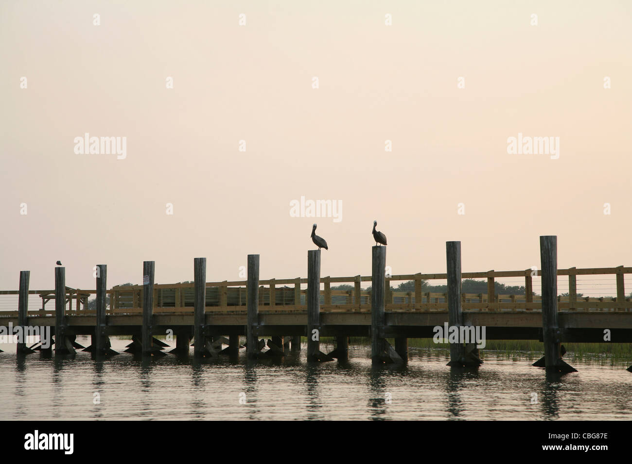 Due pellicani, ciascuno appoggiato su pali di legno di un pontile Foto Stock