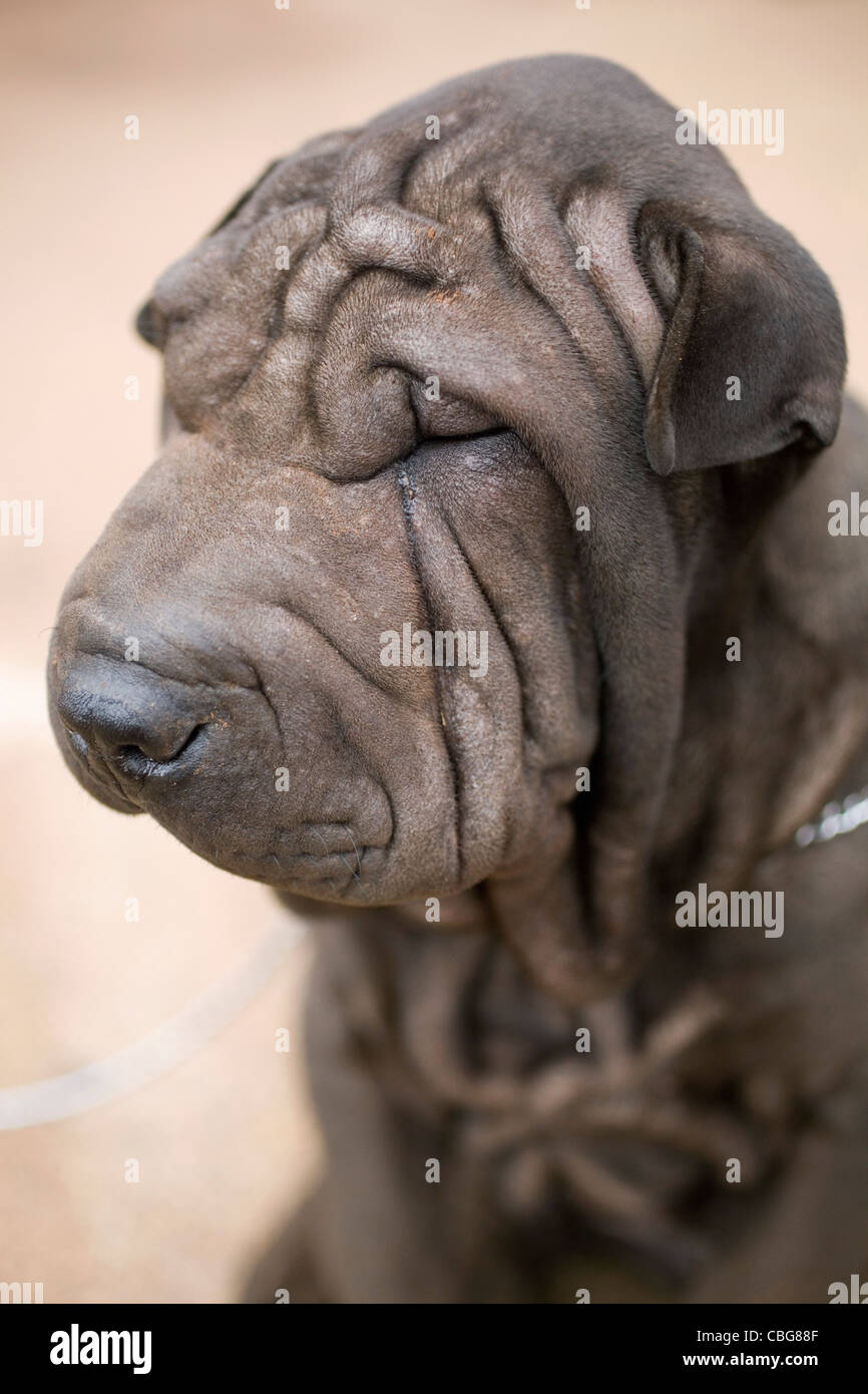 Ritratto di un cane Shar-Pei, close-up Foto Stock