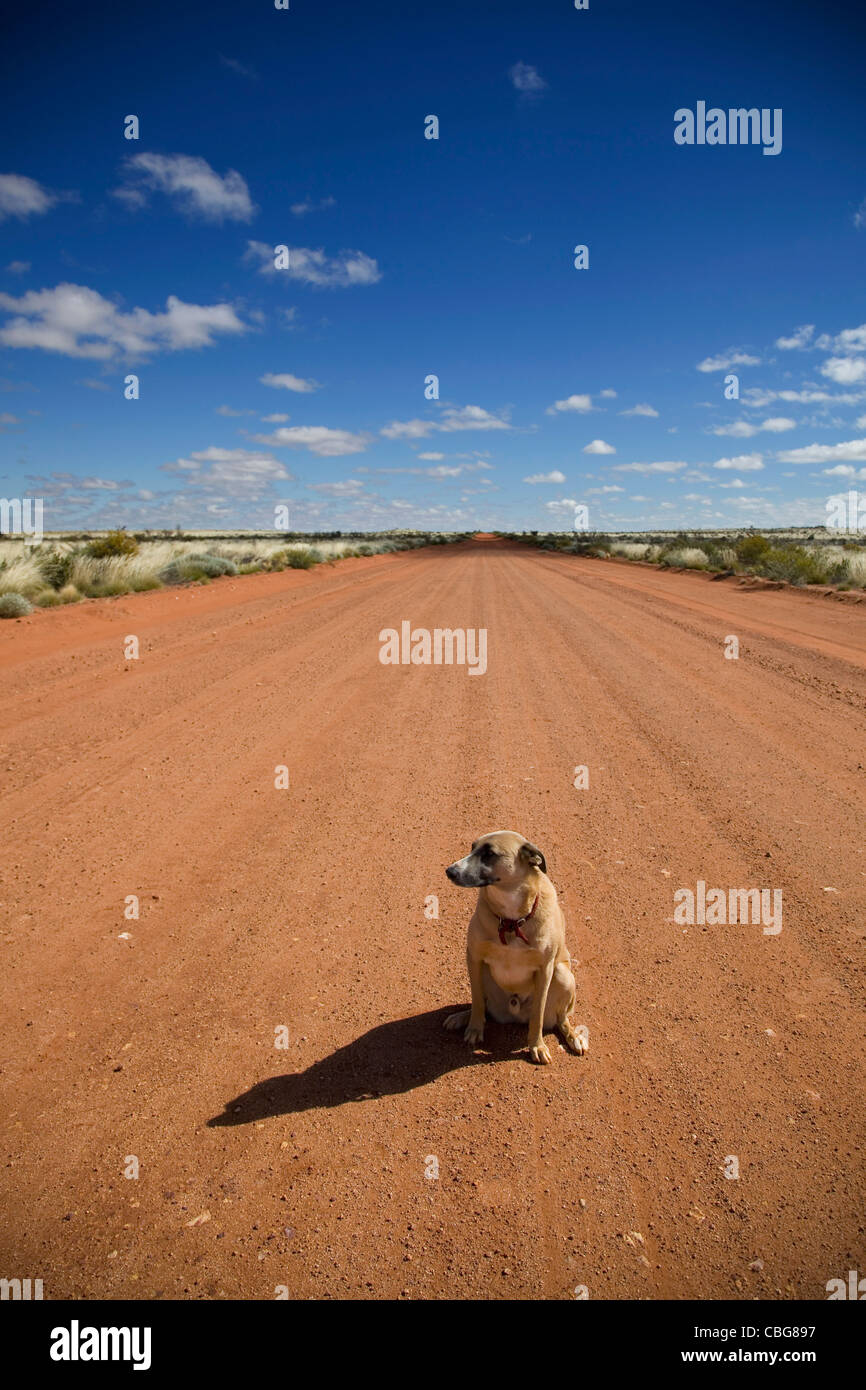 Un cane seduto su una strada sterrata, guardando lontano Foto Stock