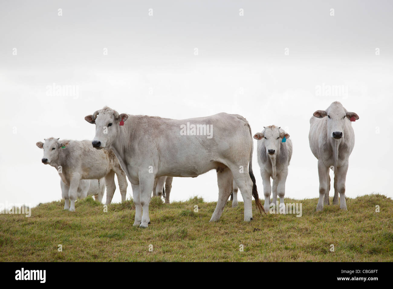 Mucche su una collina Foto Stock