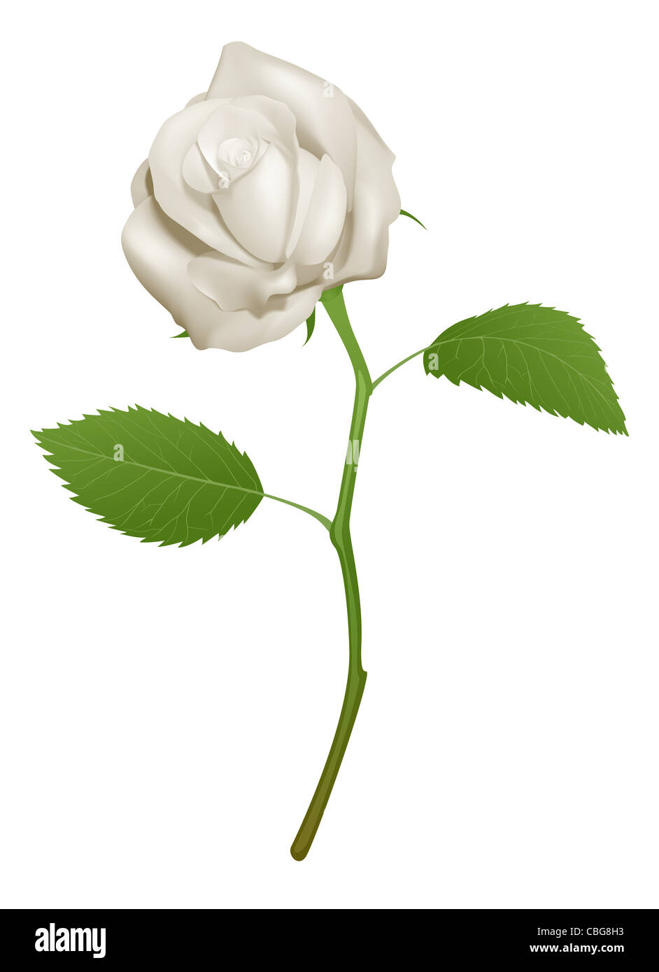Una illustrazione di una bella rosa bianca Foto Stock