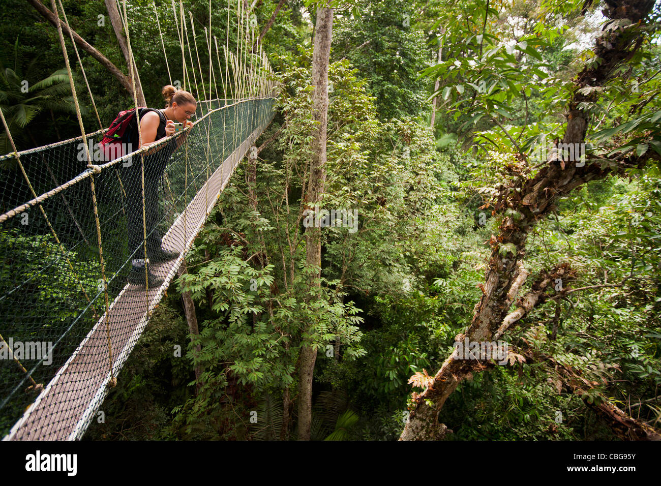 Una donna che guarda verso il basso a partire da un albero il pontile, Teman Negara National Park, Malaysia Foto Stock